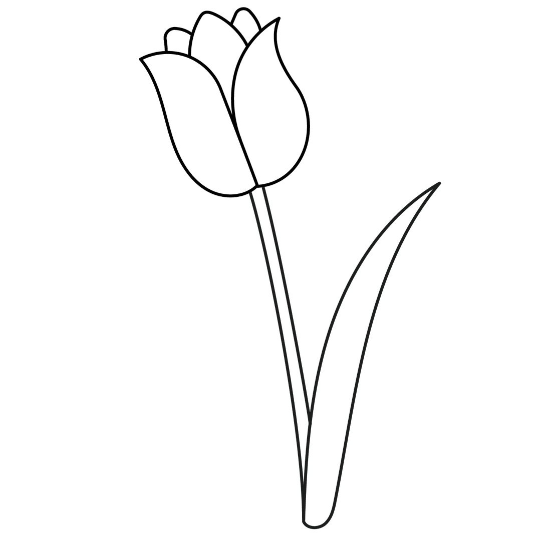 Tulip - easy line-art drawing idea for nature